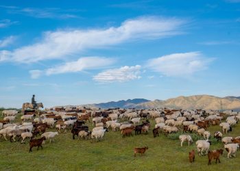 A person on horseback skillfully herds a large flock of sheep and goats across a grassy landscape, embodying the essence of мал аж ахуй under a bright blue sky with scattered clouds. Rolling hills provide a picturesque backdrop to this timeless scene.